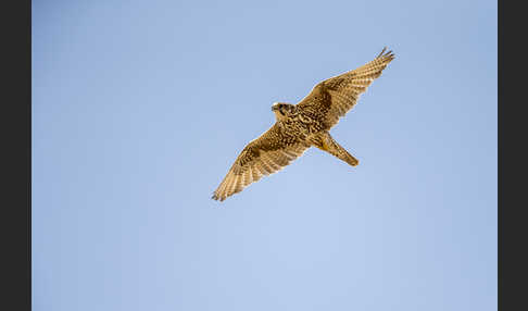 Sakerfalke (Falco cherrug)