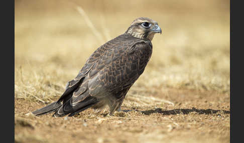 Sakerfalke (Falco cherrug)