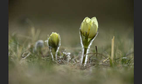 Gelbliche Finger-Kuhschelle (Pulsatilla patens subsp. Flavescens)