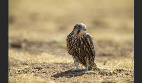 Sakerfalke (Falco cherrug)