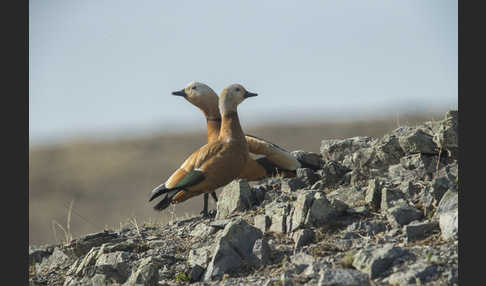 Rostgans (Tadorna ferruginea)