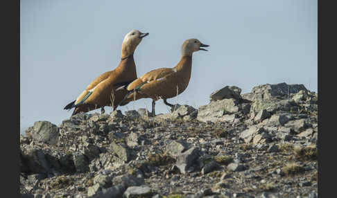 Rostgans (Tadorna ferruginea)