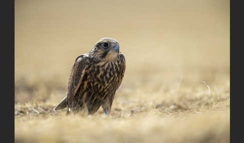 Sakerfalke (Falco cherrug)