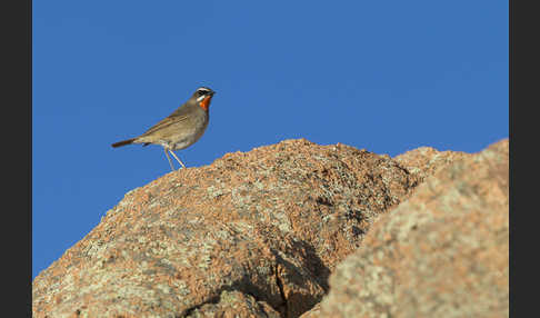 Rubinkehlchen (Calliope calliope)