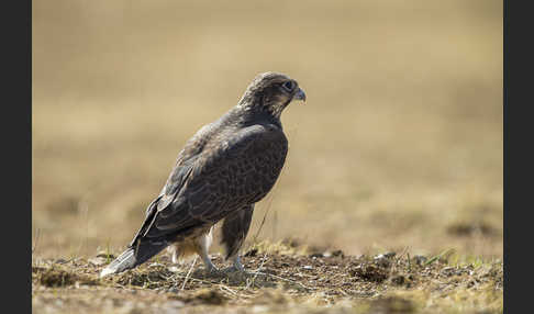 Sakerfalke (Falco cherrug)