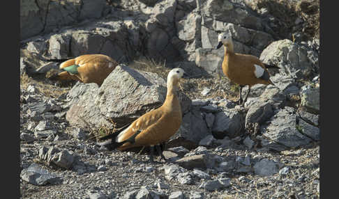 Rostgans (Tadorna ferruginea)