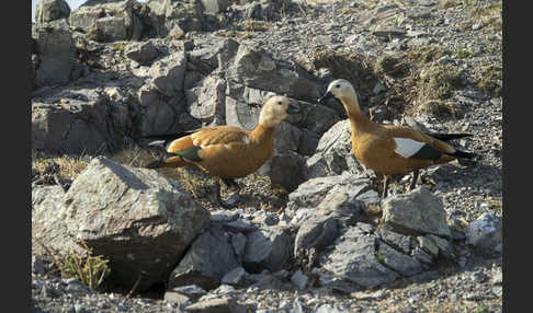 Rostgans (Tadorna ferruginea)