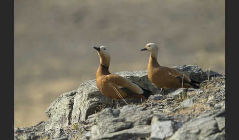 Rostgans (Tadorna ferruginea)