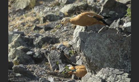 Rostgans (Tadorna ferruginea)