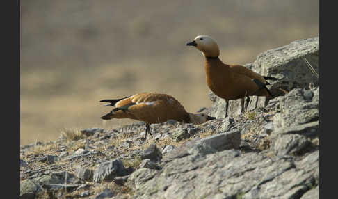 Rostgans (Tadorna ferruginea)