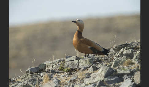 Rostgans (Tadorna ferruginea)