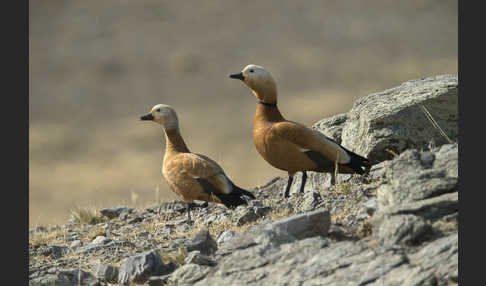 Rostgans (Tadorna ferruginea)