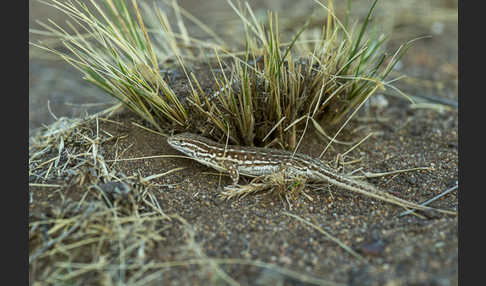 Steppenrenner (Eremias arguta deserti)