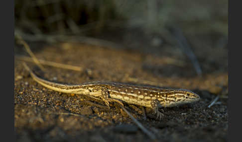 Steppenrenner (Eremias arguta deserti)