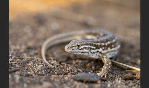 Steppenrenner (Eremias arguta deserti)