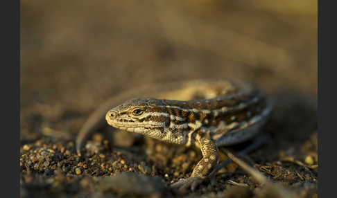 Steppenrenner (Eremias arguta deserti)