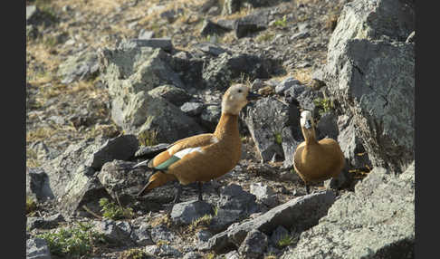 Rostgans (Tadorna ferruginea)