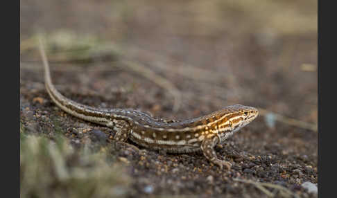 Steppenrenner (Eremias arguta deserti)