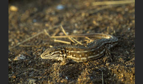 Steppenrenner (Eremias arguta deserti)