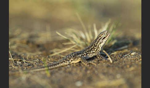 Steppenrenner (Eremias arguta deserti)