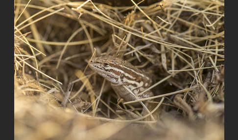 Steppenrenner (Eremias arguta deserti)