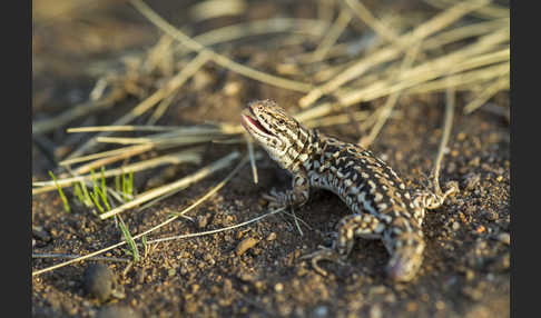 Steppenrenner (Eremias arguta deserti)