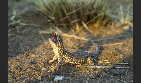 Steppenrenner (Eremias arguta deserti)