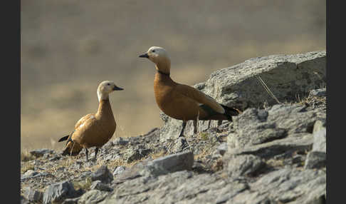 Rostgans (Tadorna ferruginea)