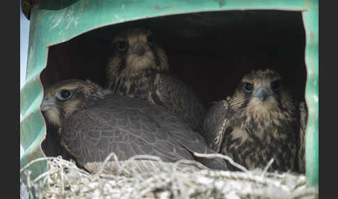Sakerfalke (Falco cherrug)