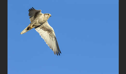 Sakerfalke (Falco cherrug)