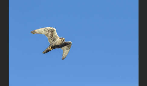 Sakerfalke (Falco cherrug)