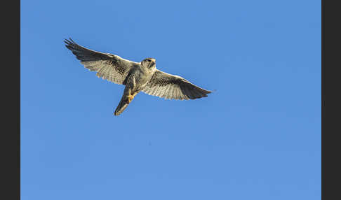 Sakerfalke (Falco cherrug)