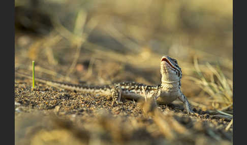 Steppenrenner (Eremias arguta deserti)