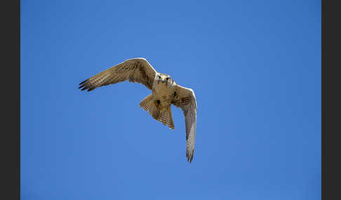 Sakerfalke (Falco cherrug)