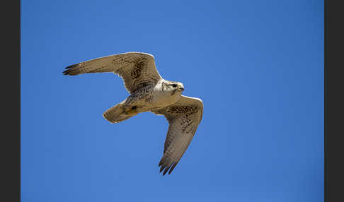 Sakerfalke (Falco cherrug)