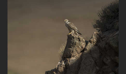 Sakerfalke (Falco cherrug)