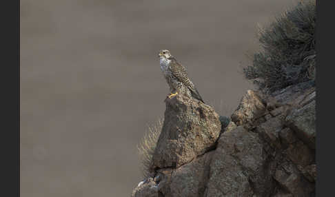 Sakerfalke (Falco cherrug)