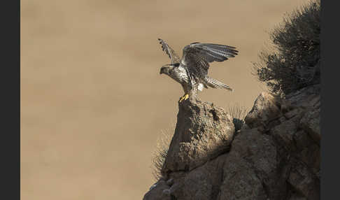 Sakerfalke (Falco cherrug)