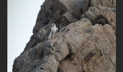 Sakerfalke (Falco cherrug)