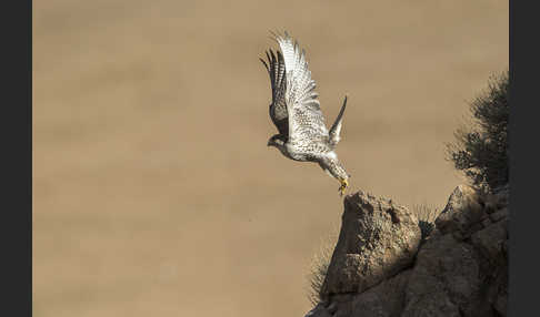 Sakerfalke (Falco cherrug)