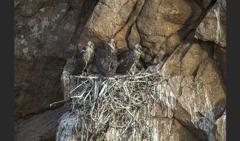 Sakerfalke (Falco cherrug)