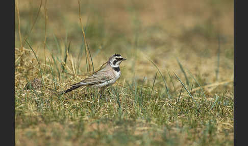 Ohrenlerche (Eremophila alpestris)