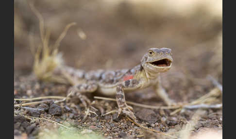 Mongolische Krötenkopfagame (Phrynocephalus versicolor)