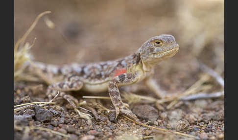 Mongolische Krötenkopfagame (Phrynocephalus versicolor)