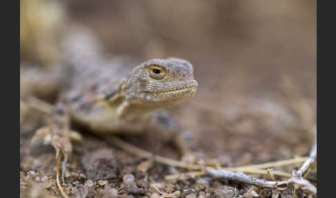 Mongolische Krötenkopfagame (Phrynocephalus versicolor)