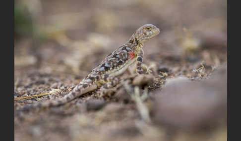 Mongolische Krötenkopfagame (Phrynocephalus versicolor)