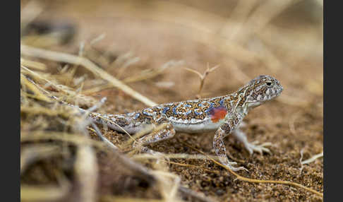 Mongolische Krötenkopfagame (Phrynocephalus versicolor)