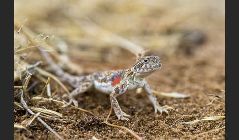 Mongolische Krötenkopfagame (Phrynocephalus versicolor)