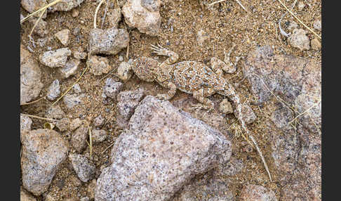 Mongolische Krötenkopfagame (Phrynocephalus versicolor)