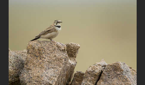 Ohrenlerche (Eremophila alpestris)